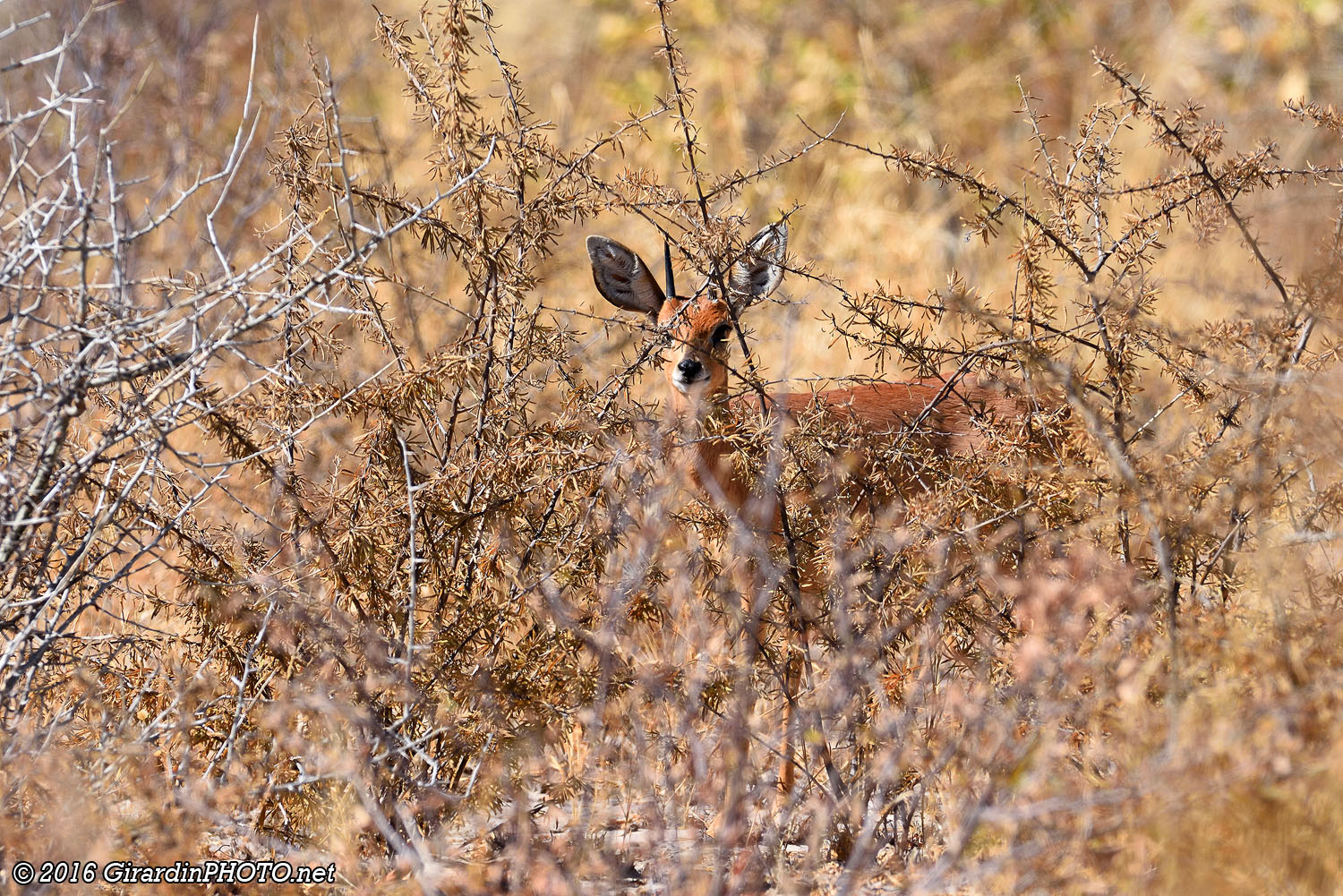 Steenbok dans le Bush