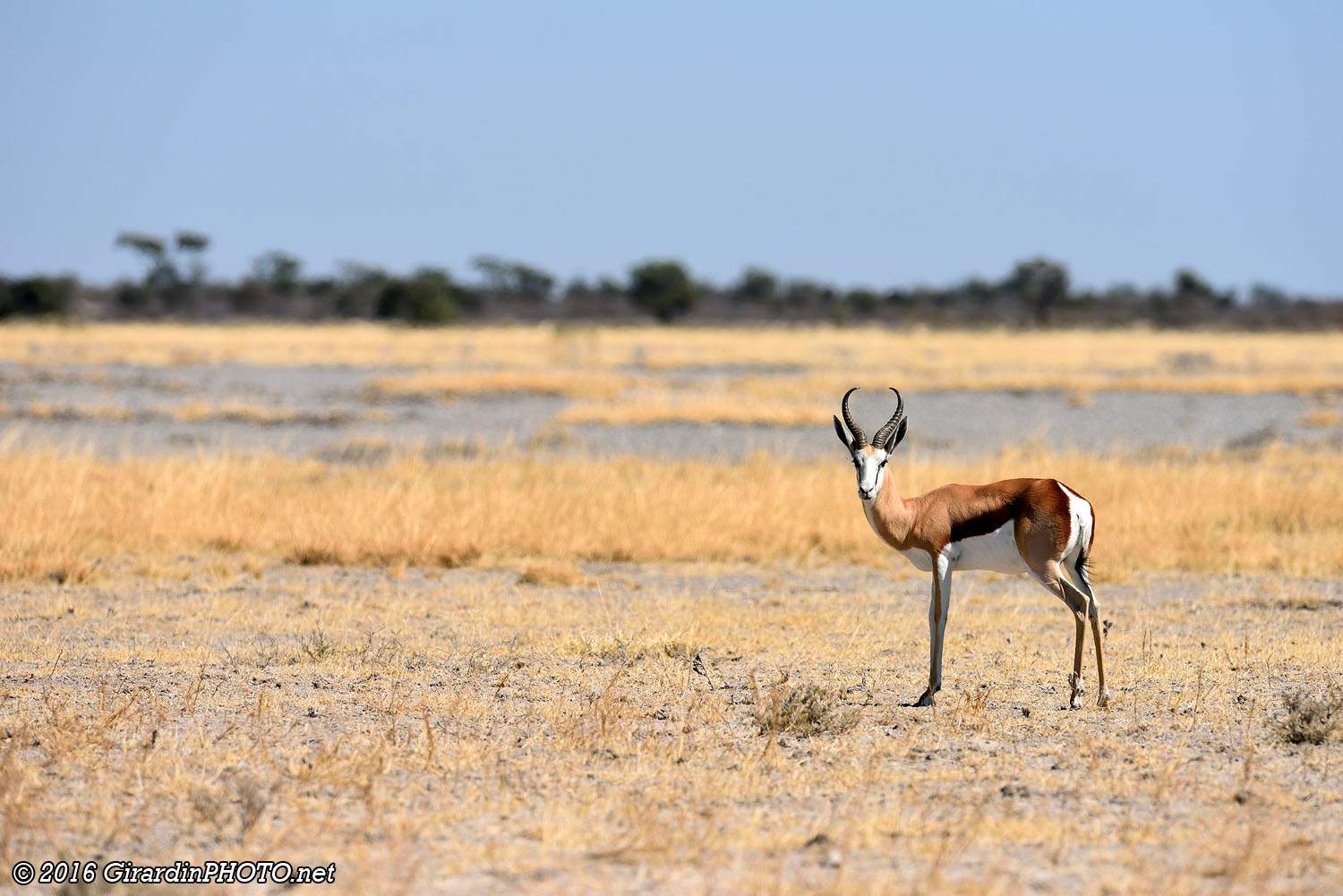 Springbok à Moreswe Pan