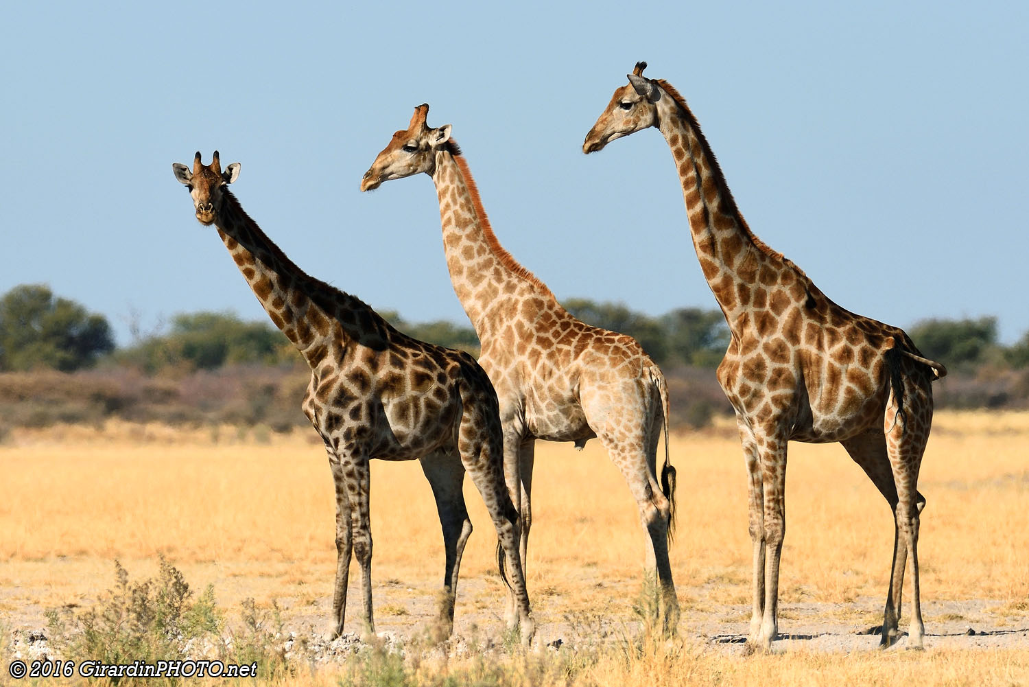 Palette de girafes