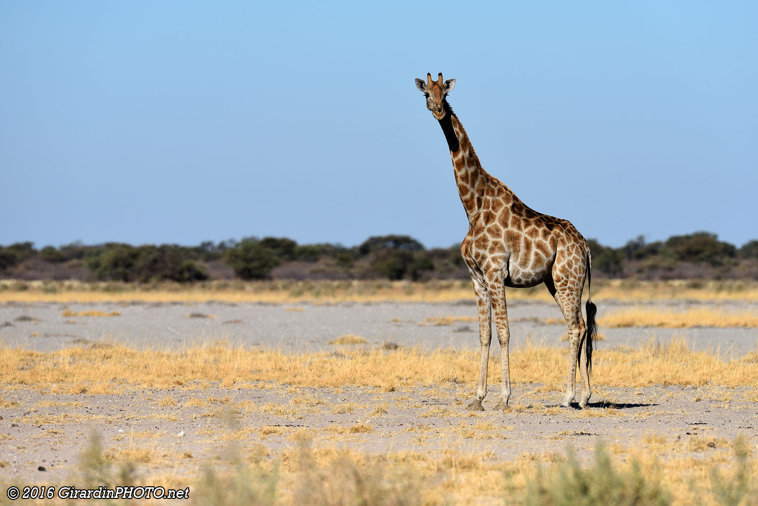 Oui, c'est bien une girafe !