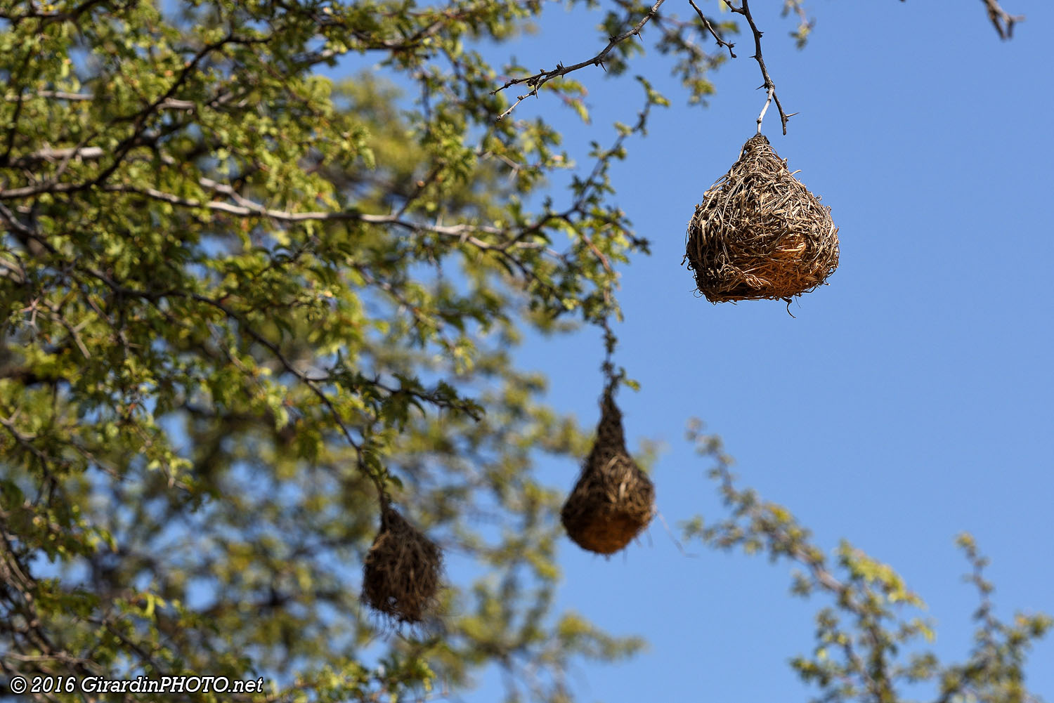 Nids de tisserins