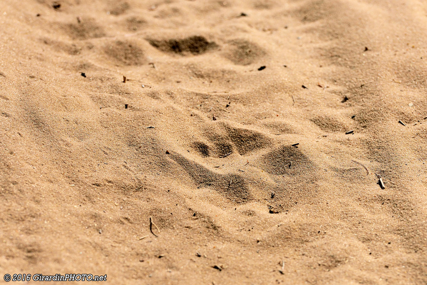 Traces de lion