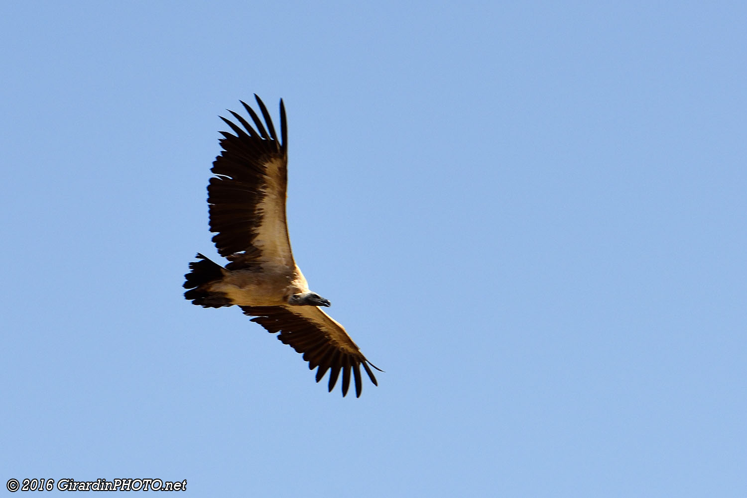 Vautour africain