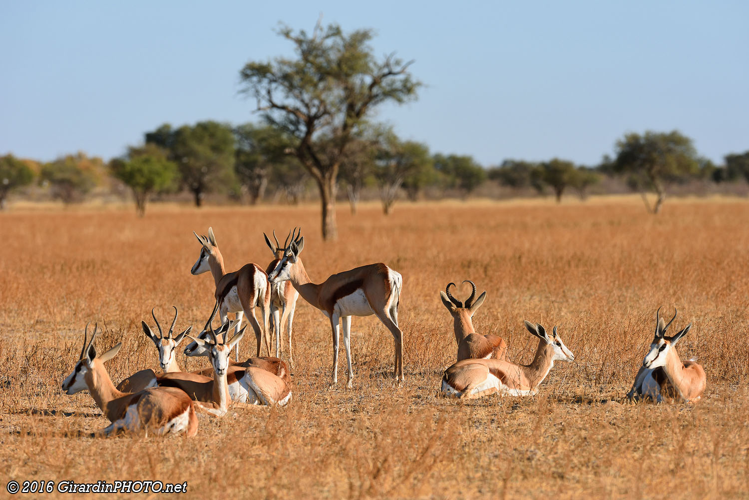 Springboks