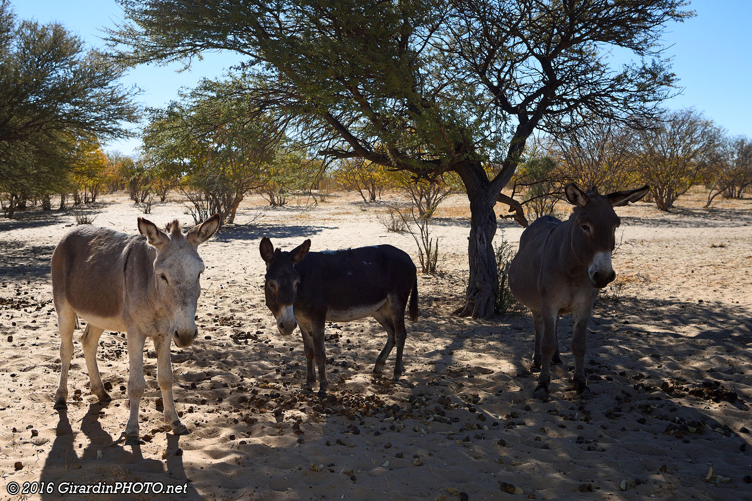 Animaux moins sauvages à proximité du village San