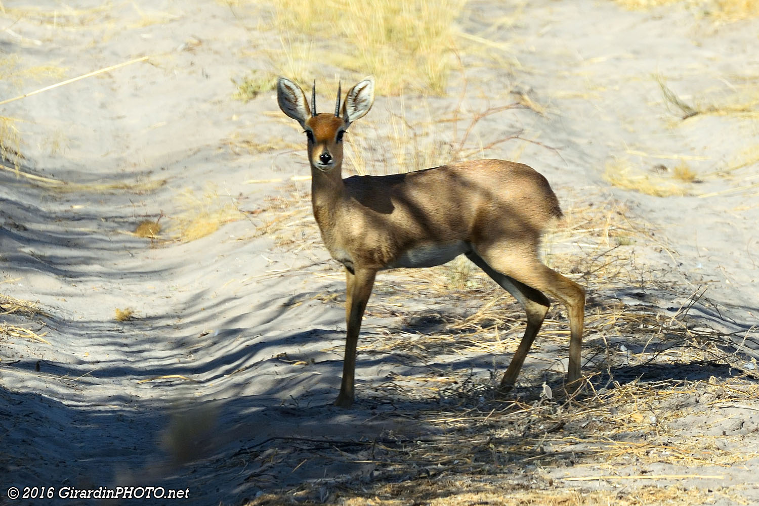 Steenbok