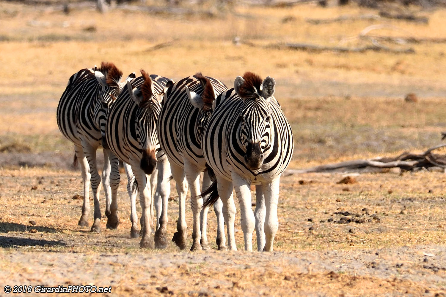 A la file indienne !