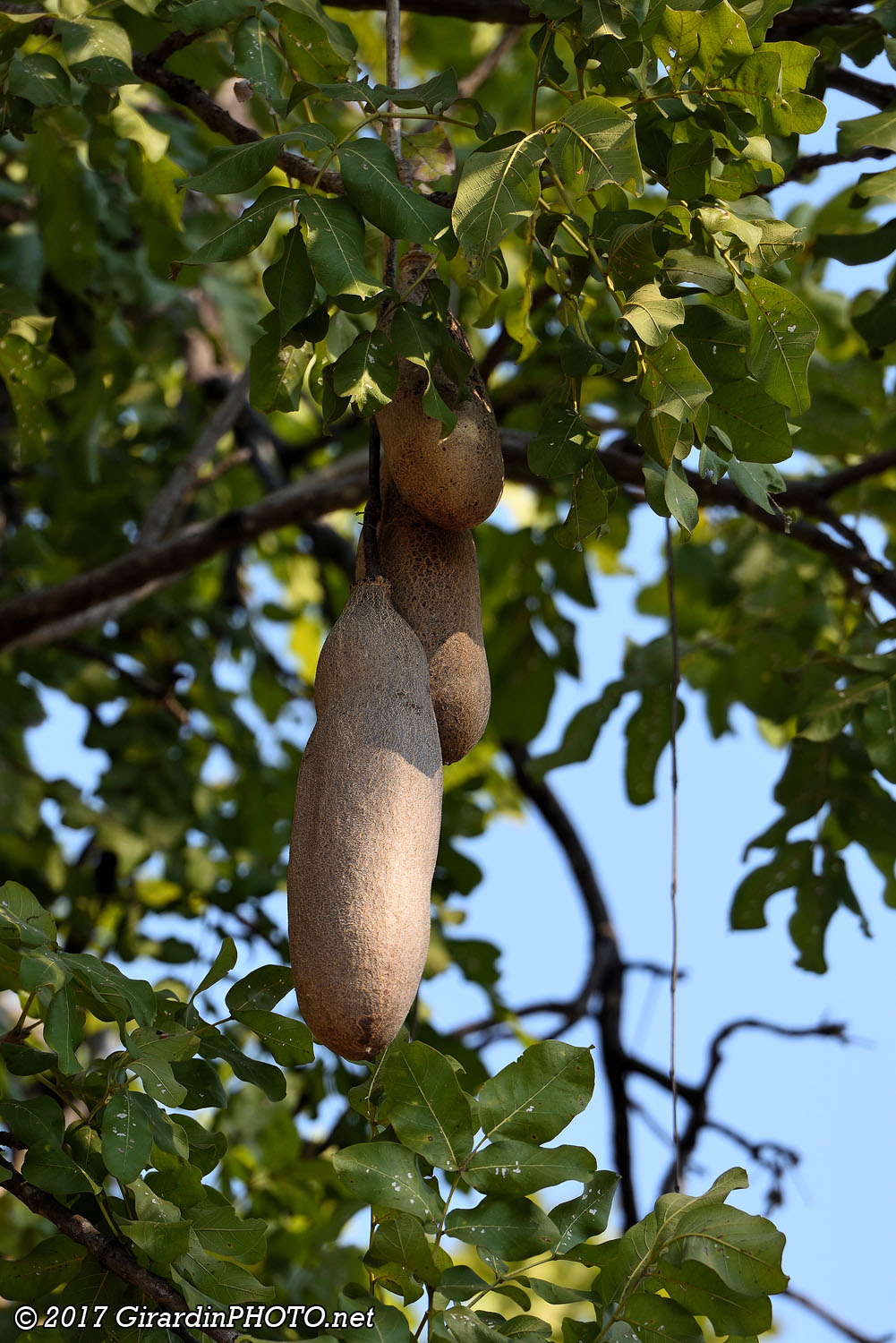 Fruits de l’arbre à saucisses