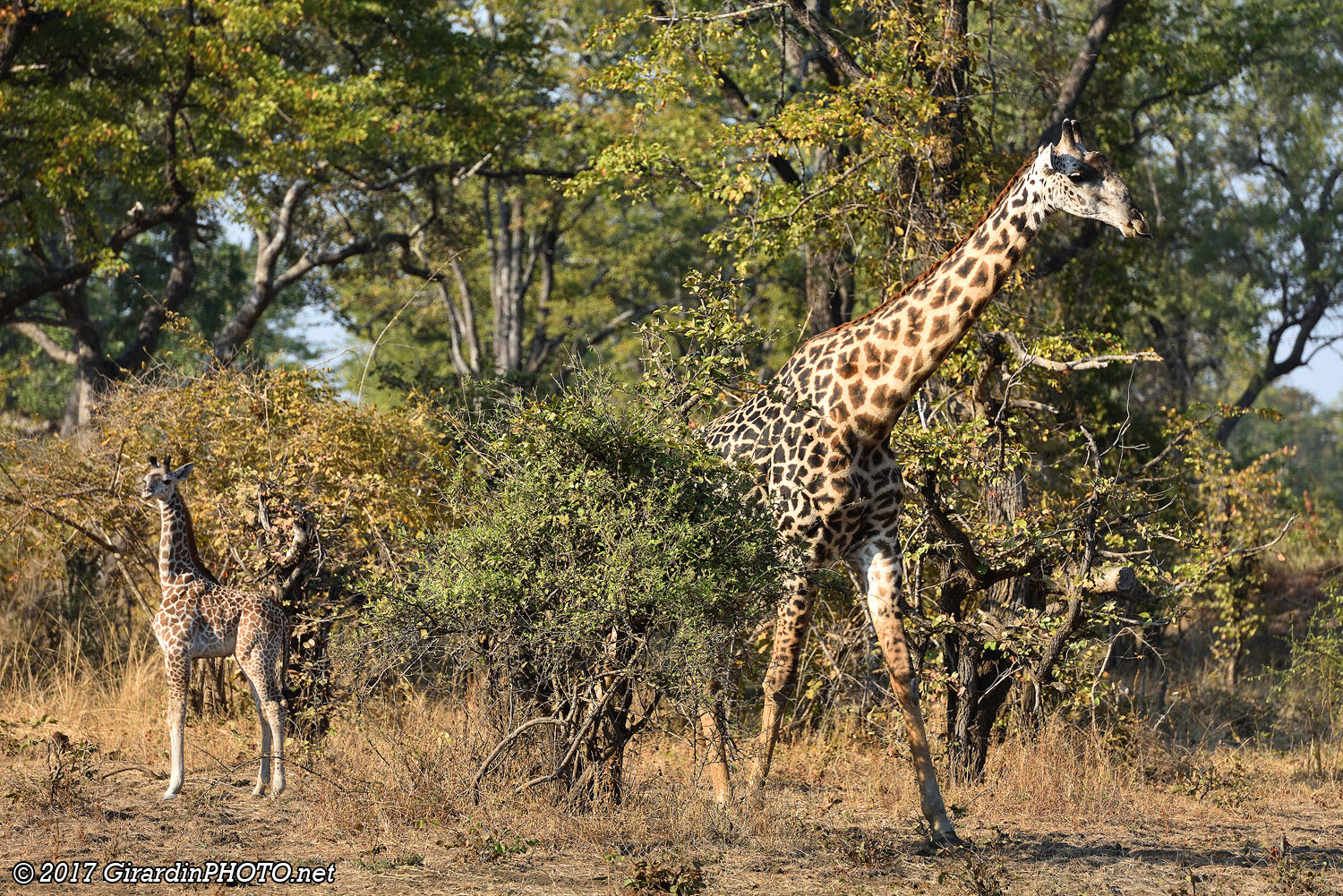 Girafon sous surveillance