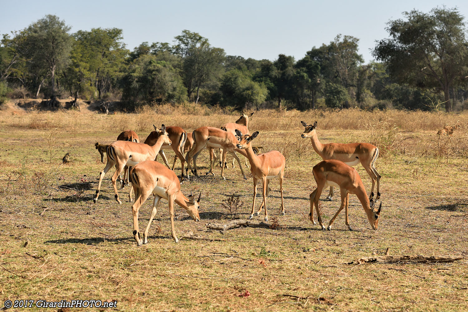 Impalas