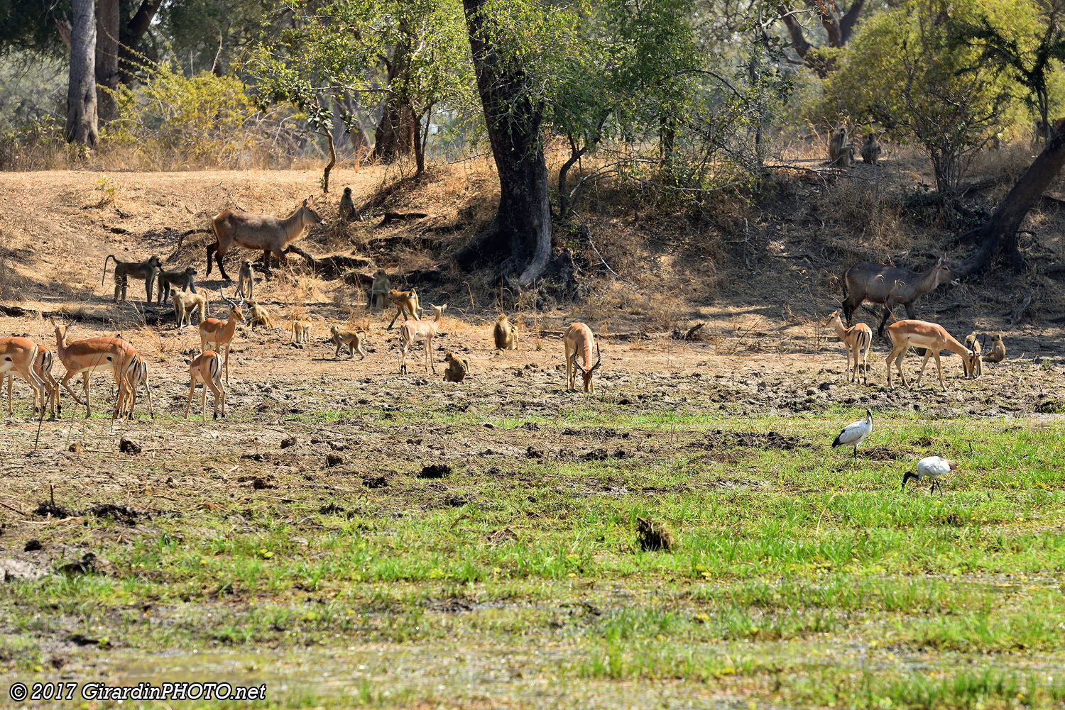 Animaux à Luangwa Wafwa