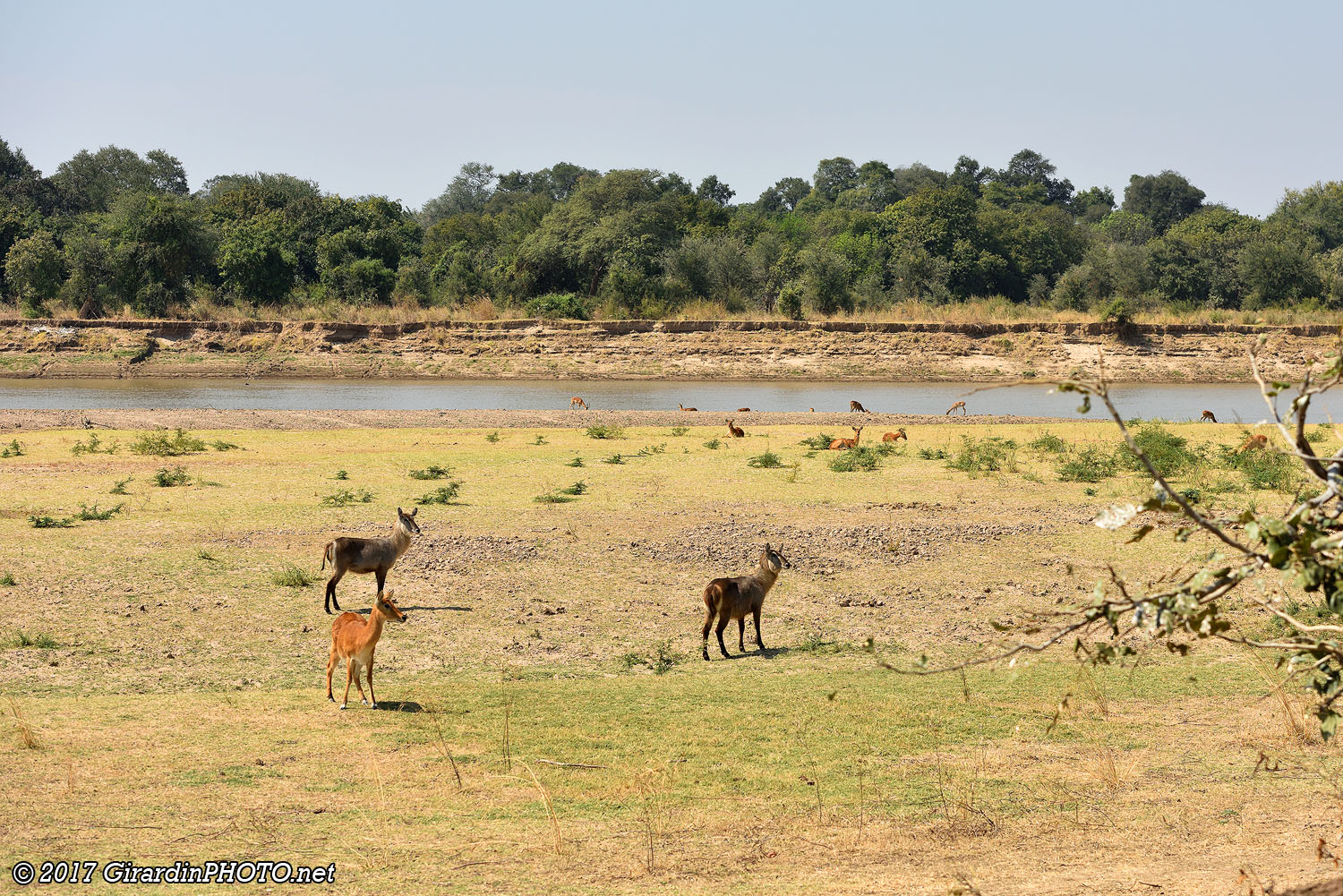 Luangwa River