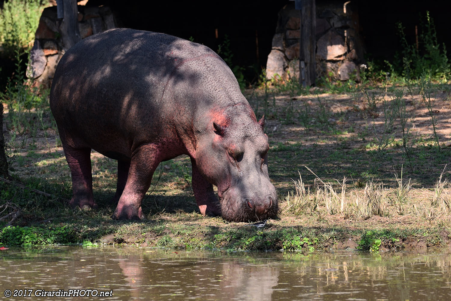 Hippopotame à Mfuwe Lagoon