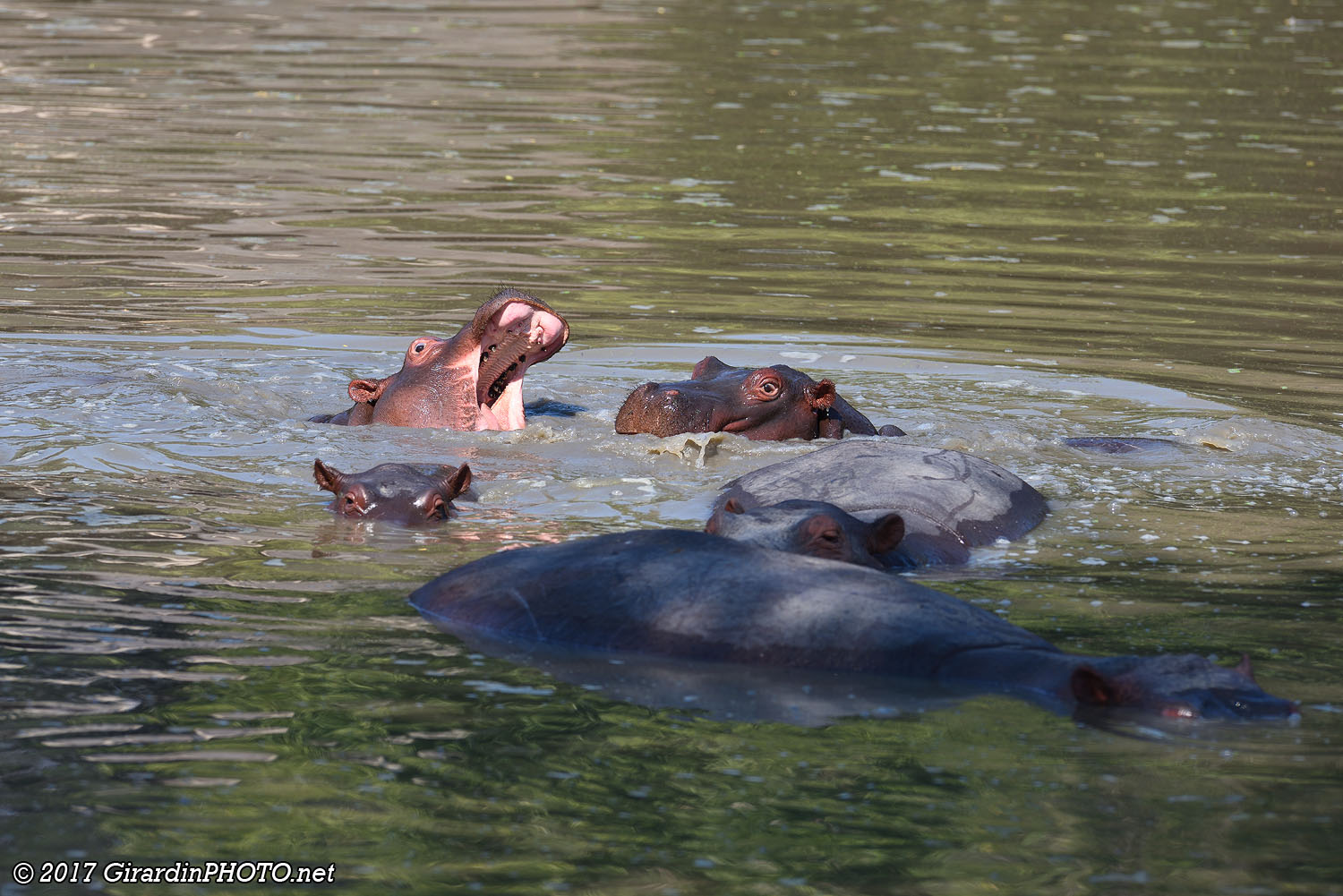 Les jeunes hippopotames testent déjà leur force