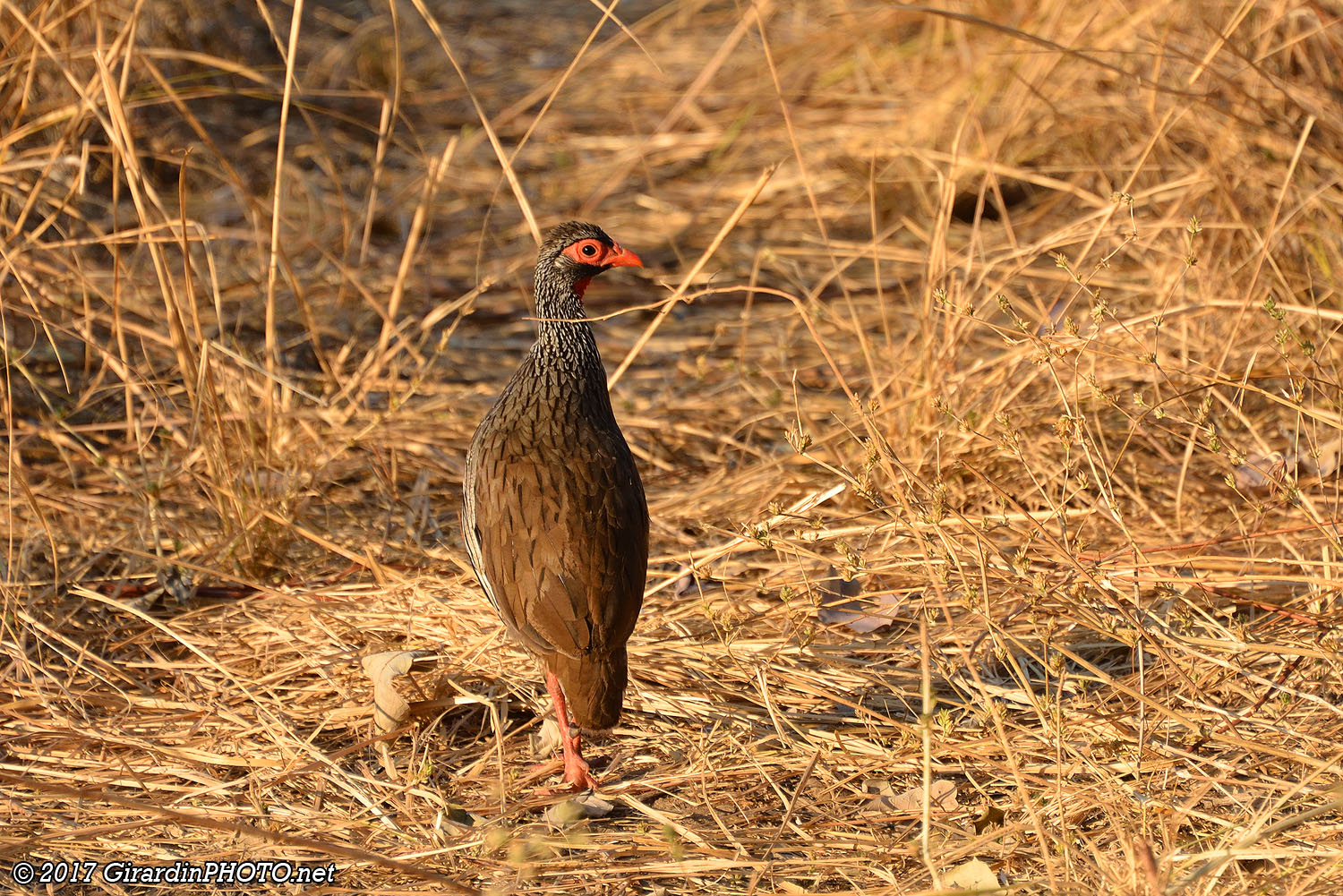 Francolin à taches rousses