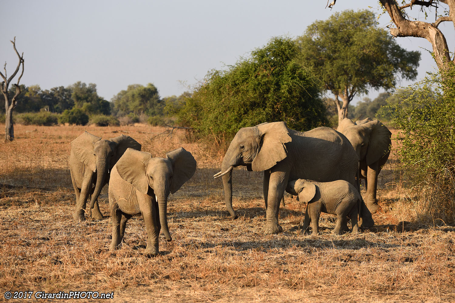 Famille d'éléphants