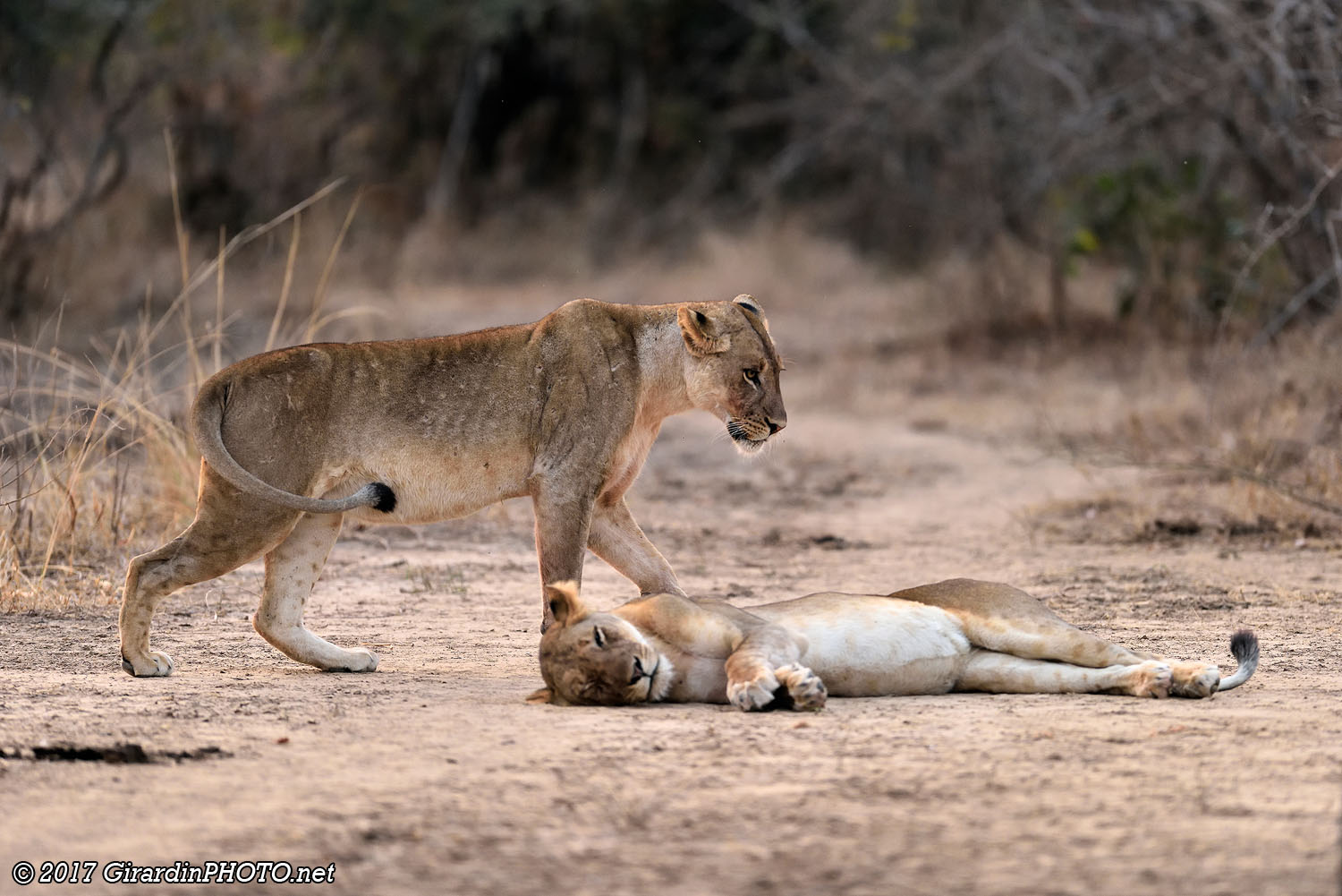 Deux lionnes du groupe