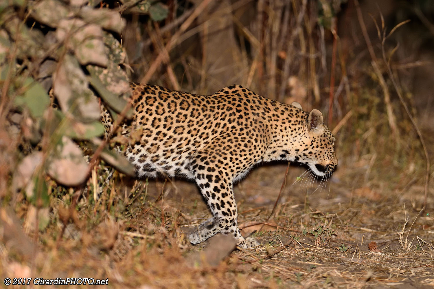 Léopard en chasse