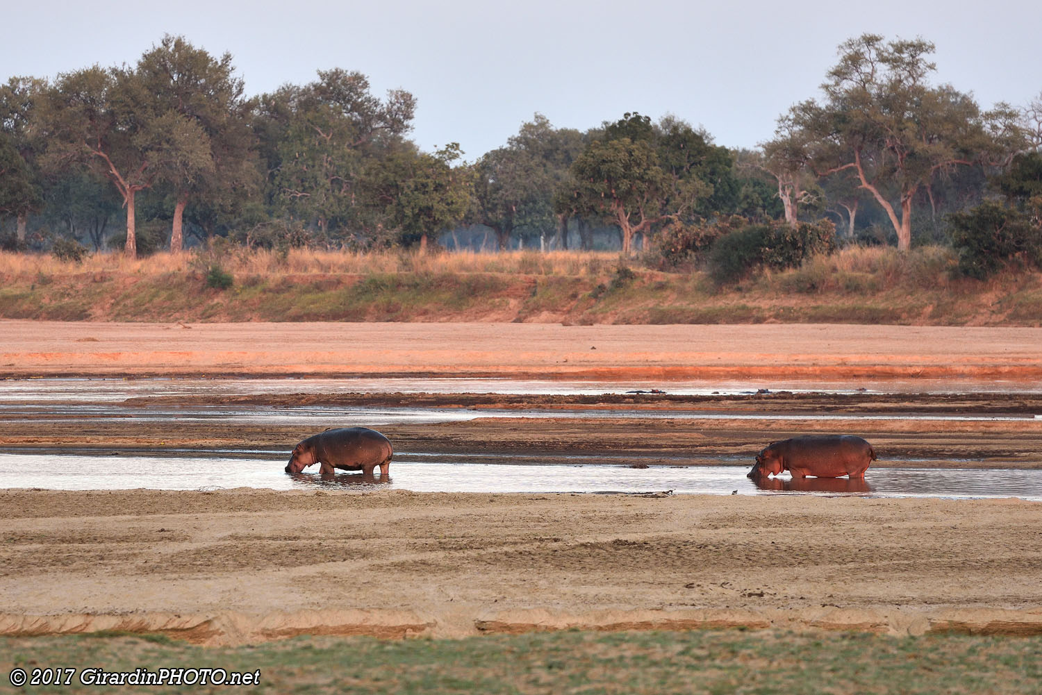 Hippopotames dans la Luangwa River