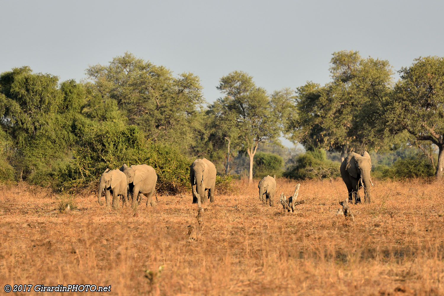 Peut-être la famille d'éléphants d'hier soir ?