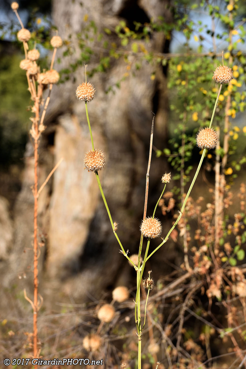 Lion's Ear