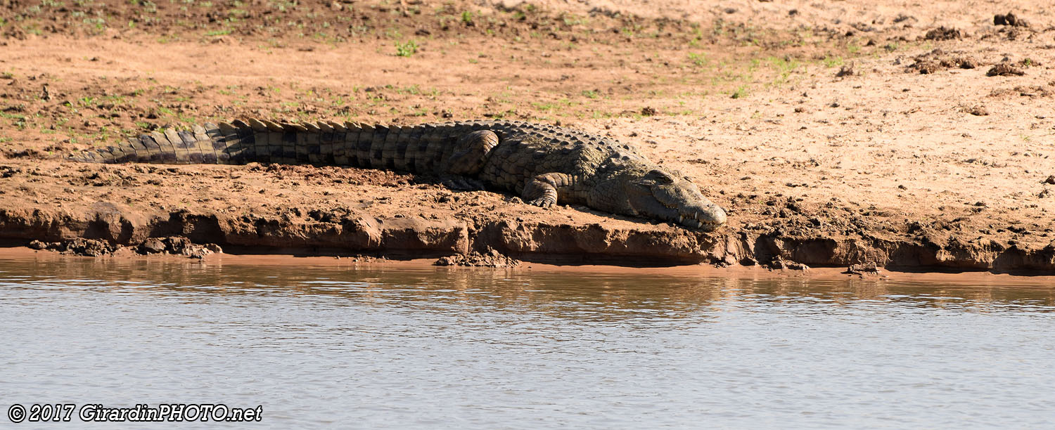 Crocodile du Nil