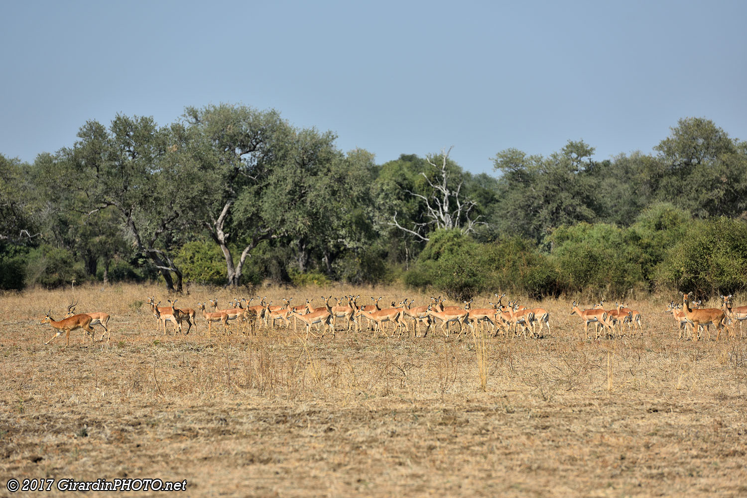 Impalas et pukus avant d'arriver au camp