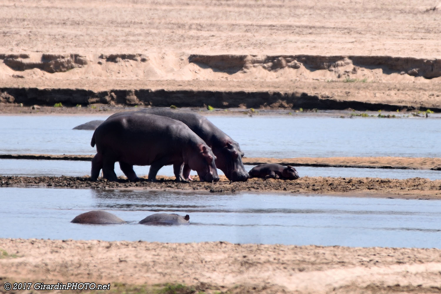 Nouveau-né chez les hippos