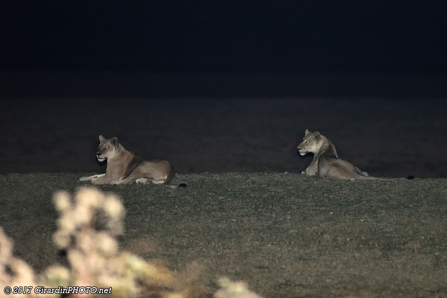 Lions près du camp