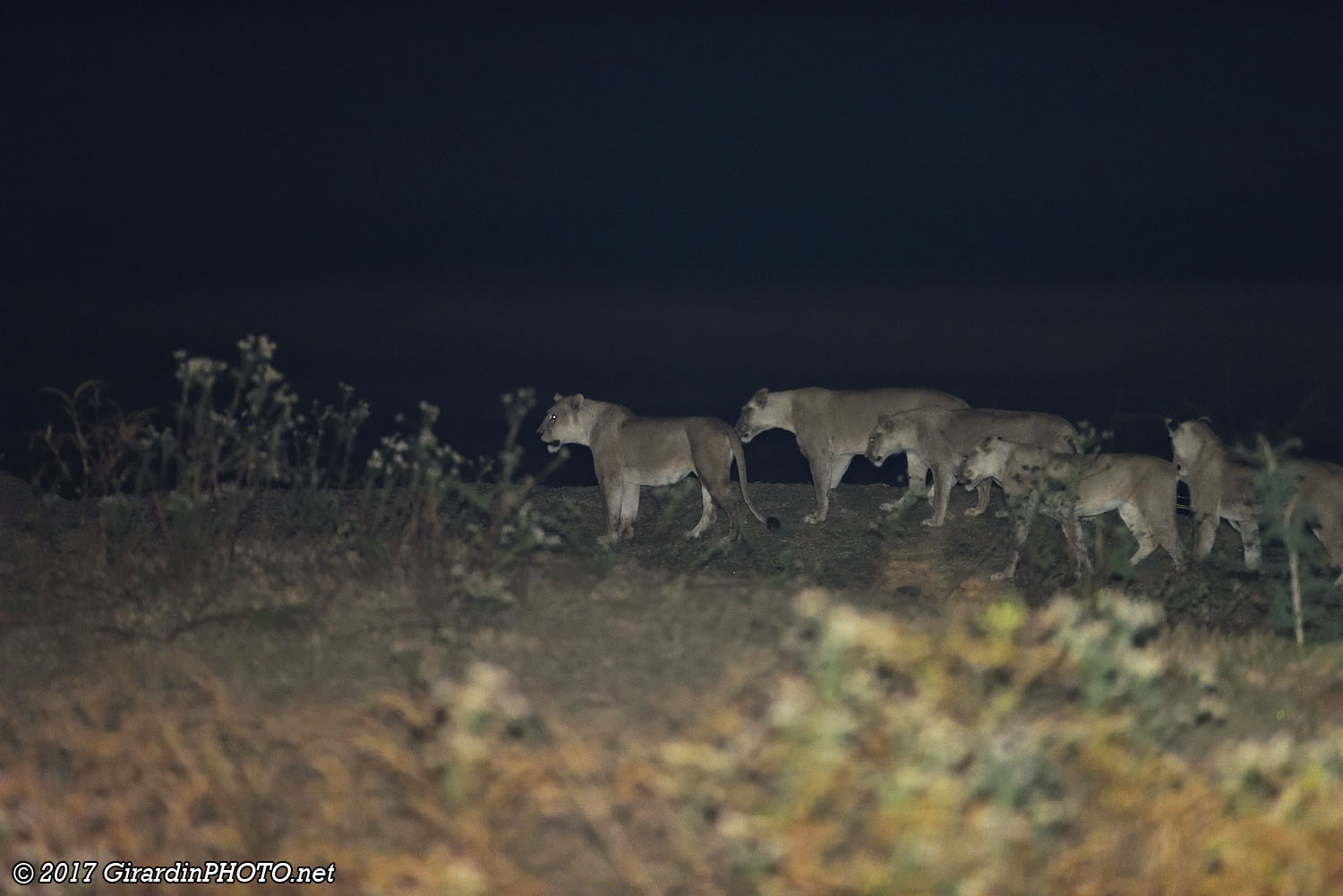 Lions près du camp