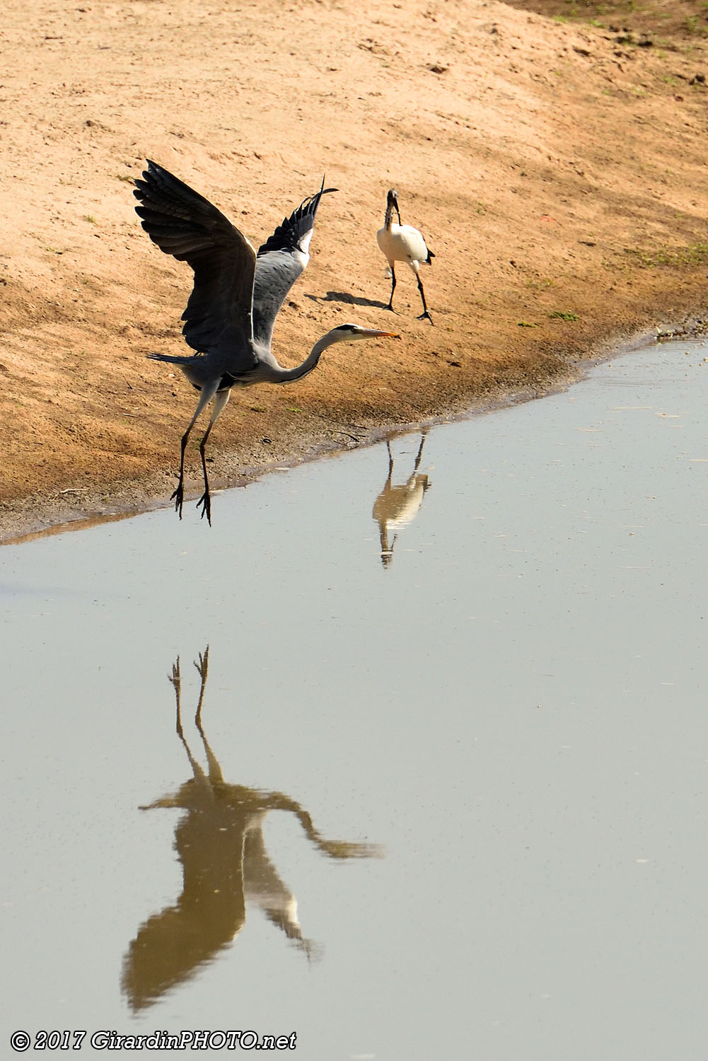 Héron et ibis sacré