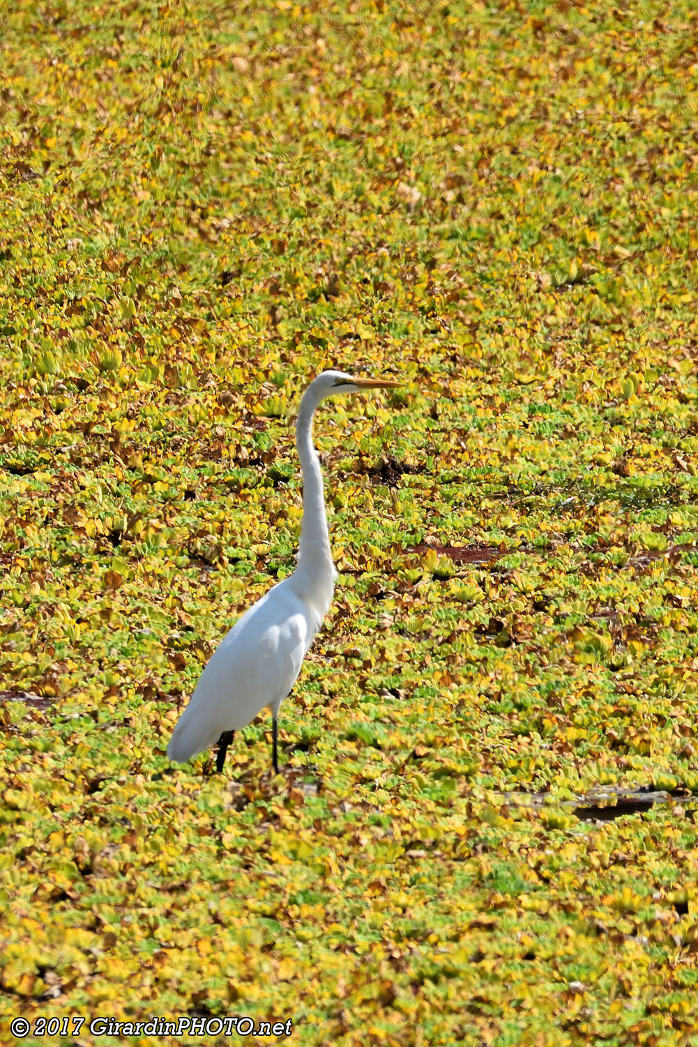 Aigrette