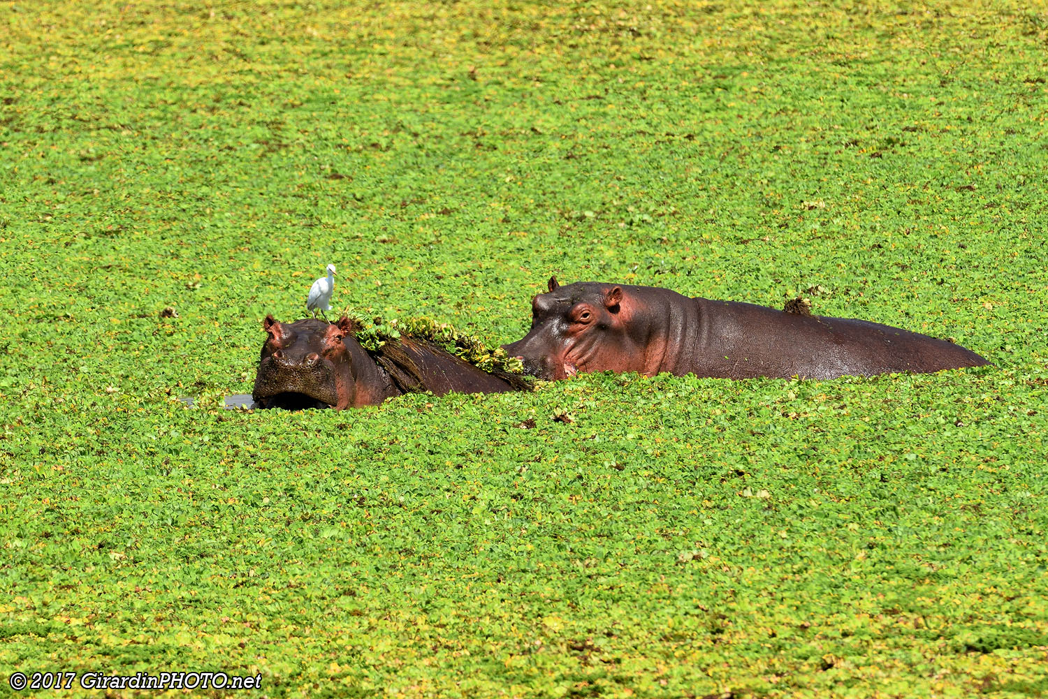 Hippopotames à Lunga Lagoon