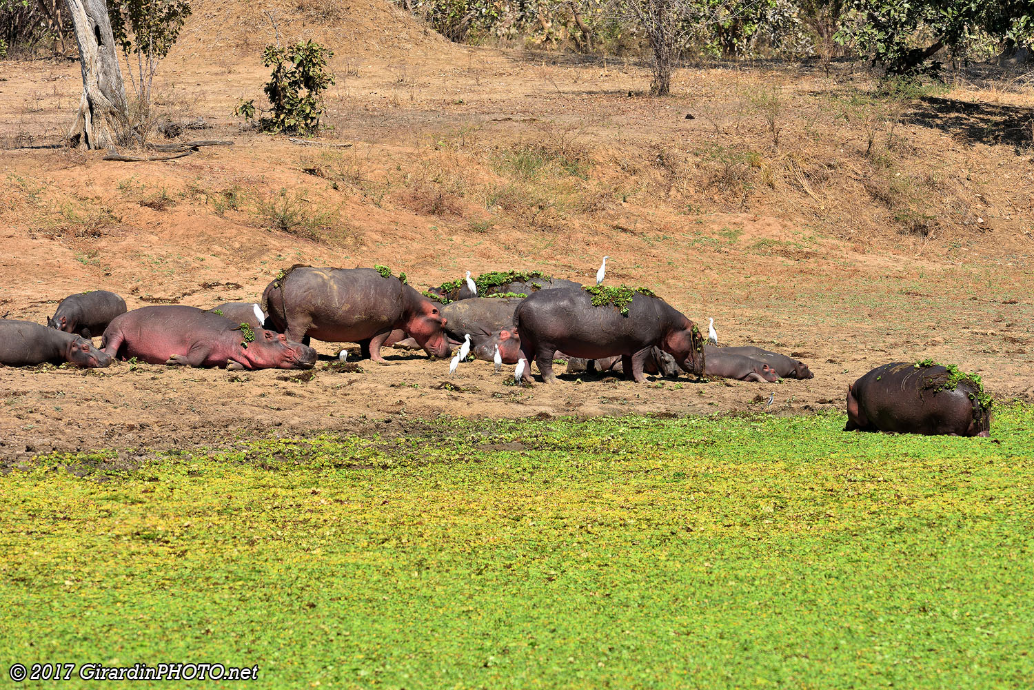 Hippopotames à Lunga Lagoon