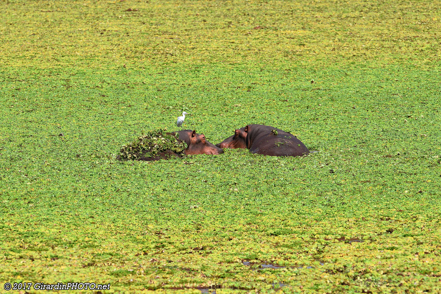 Hippopotames et héron garde-boeuf