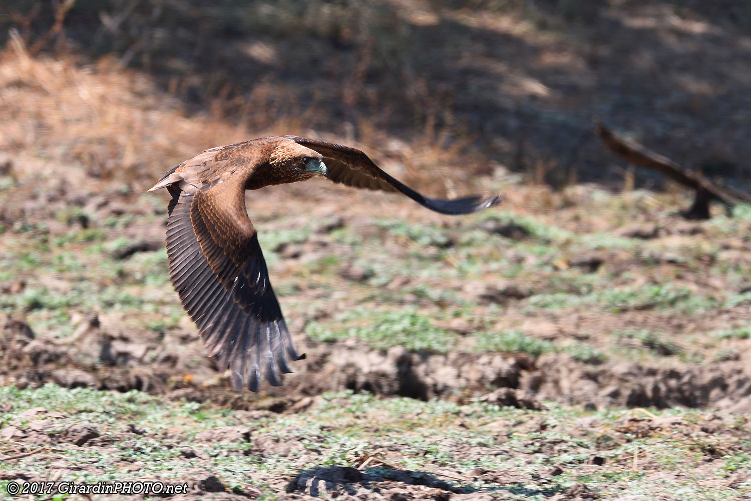 Aigle bateleur juvénile en vol