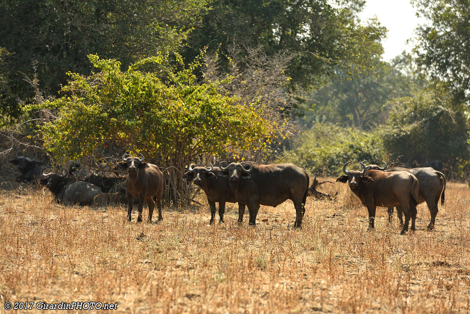 Troupeau de buffles