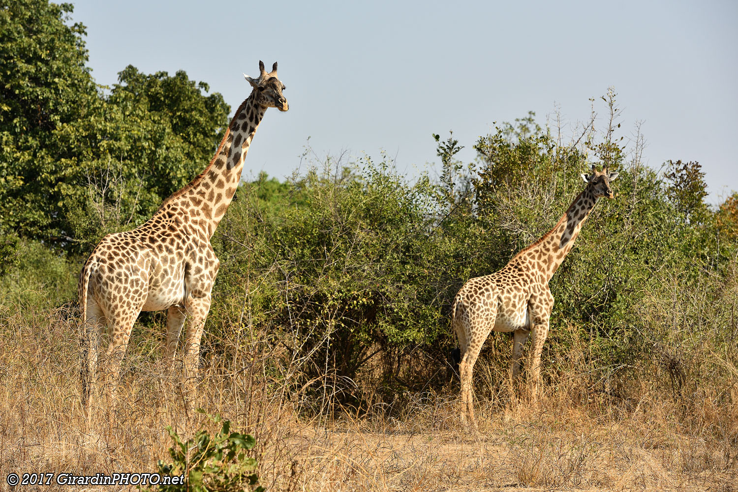 Girafes