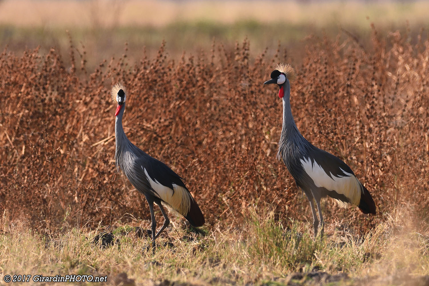 Grues royales