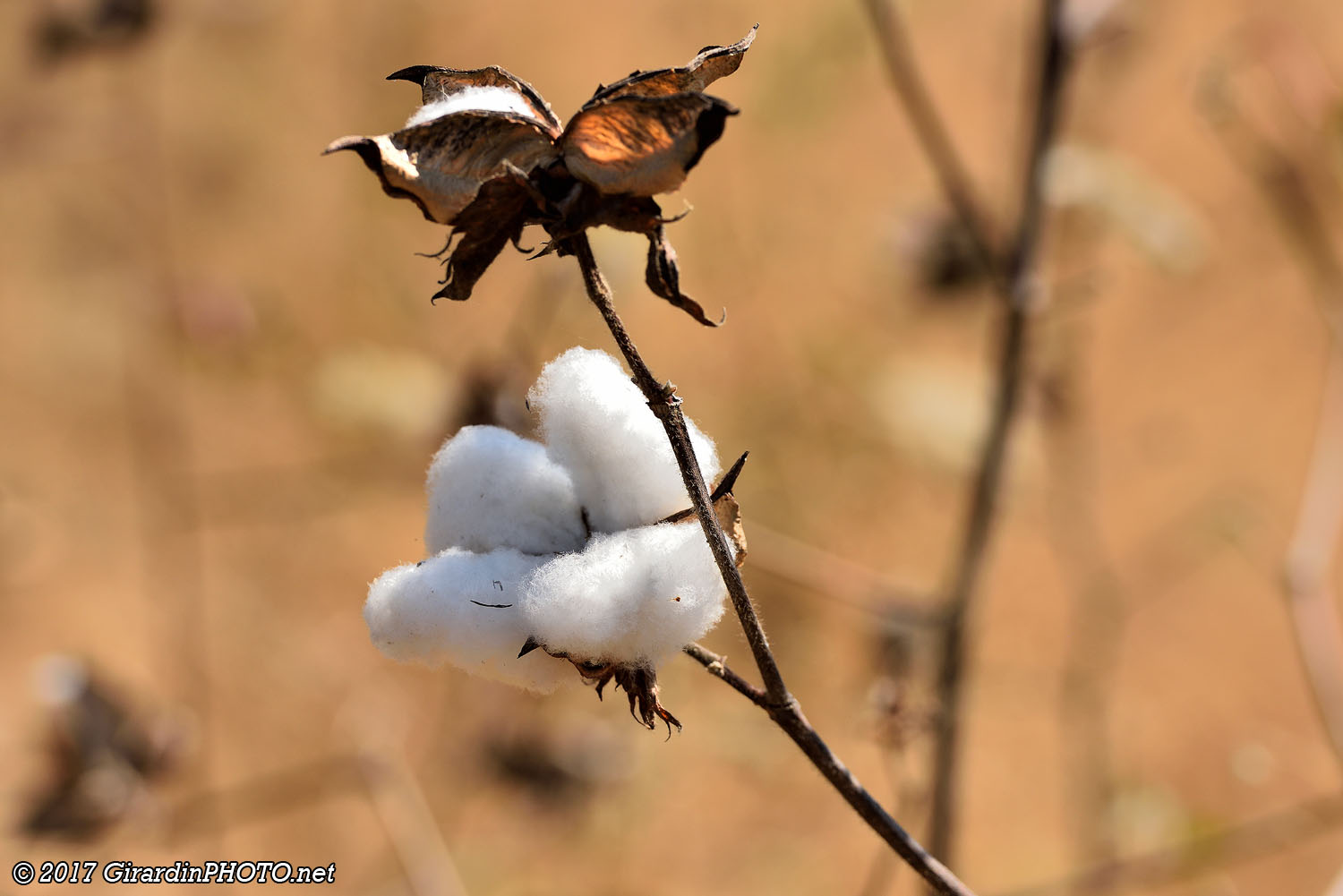 Fleur et coton