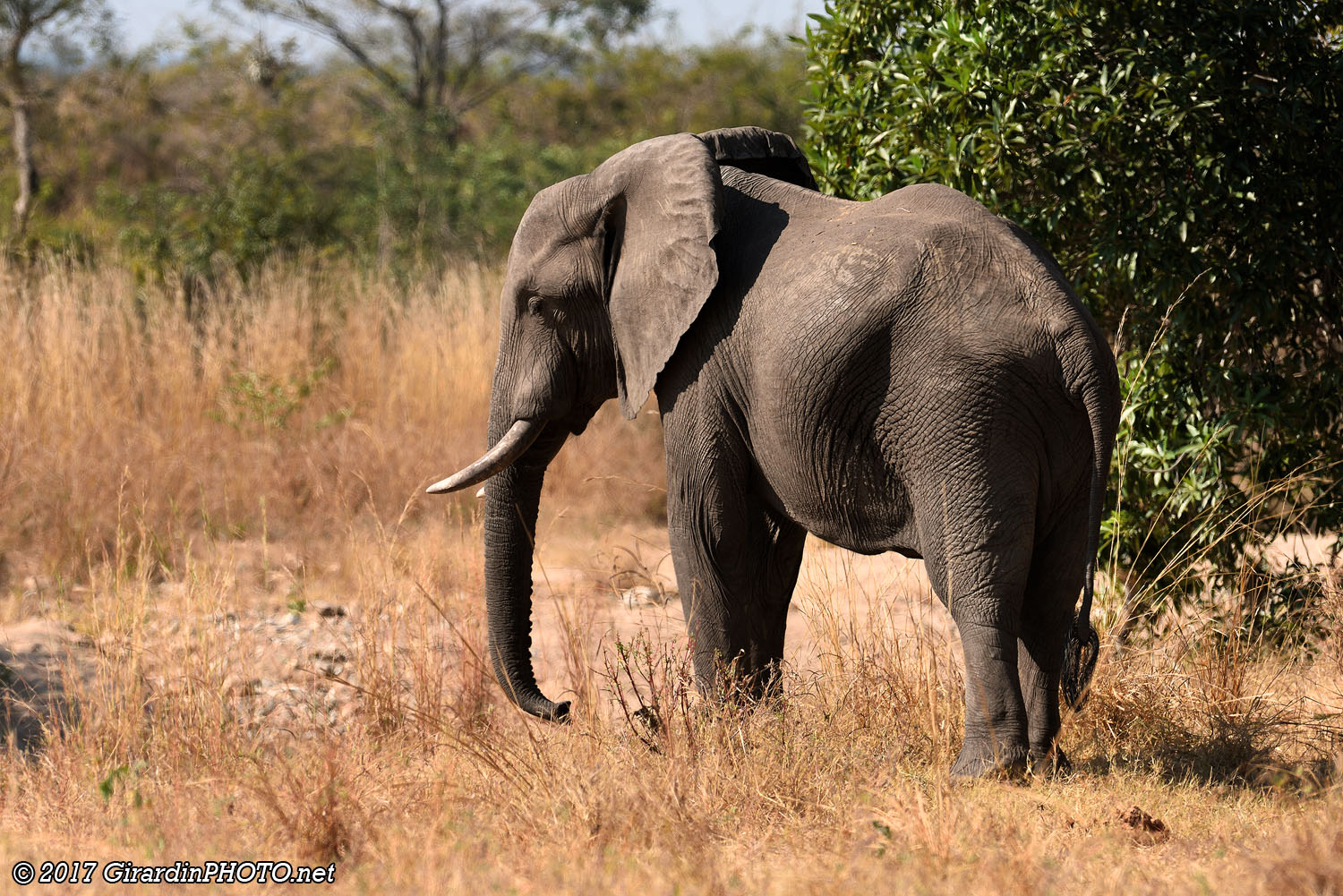 Le seul éléphant que nous avons vu suffisamment longtemps avant qu'il ne détale