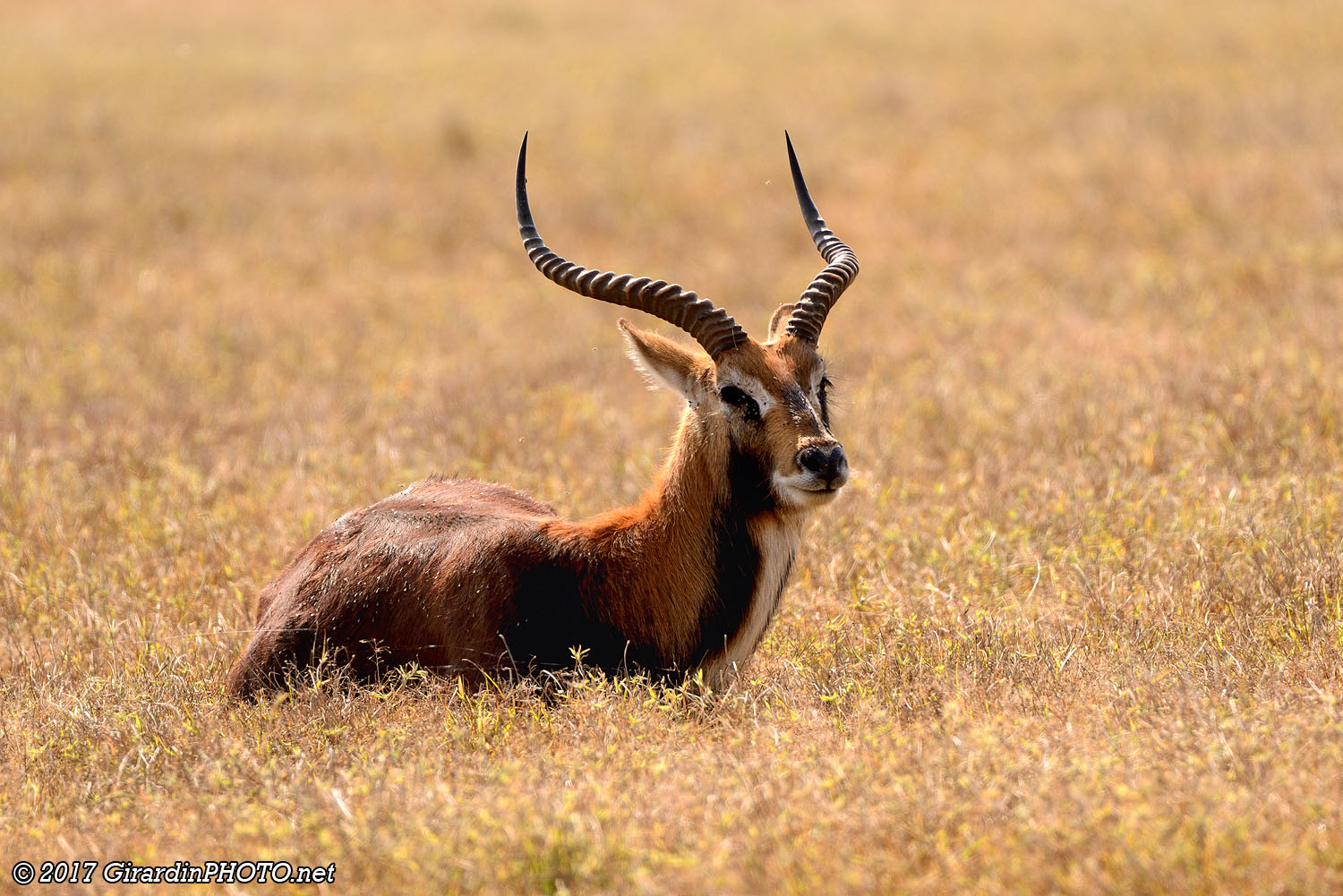 Cobe de Lechwe noir