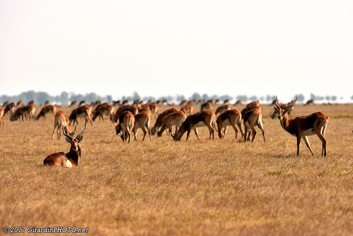 Troupeau de cobes de Lechwe noirs