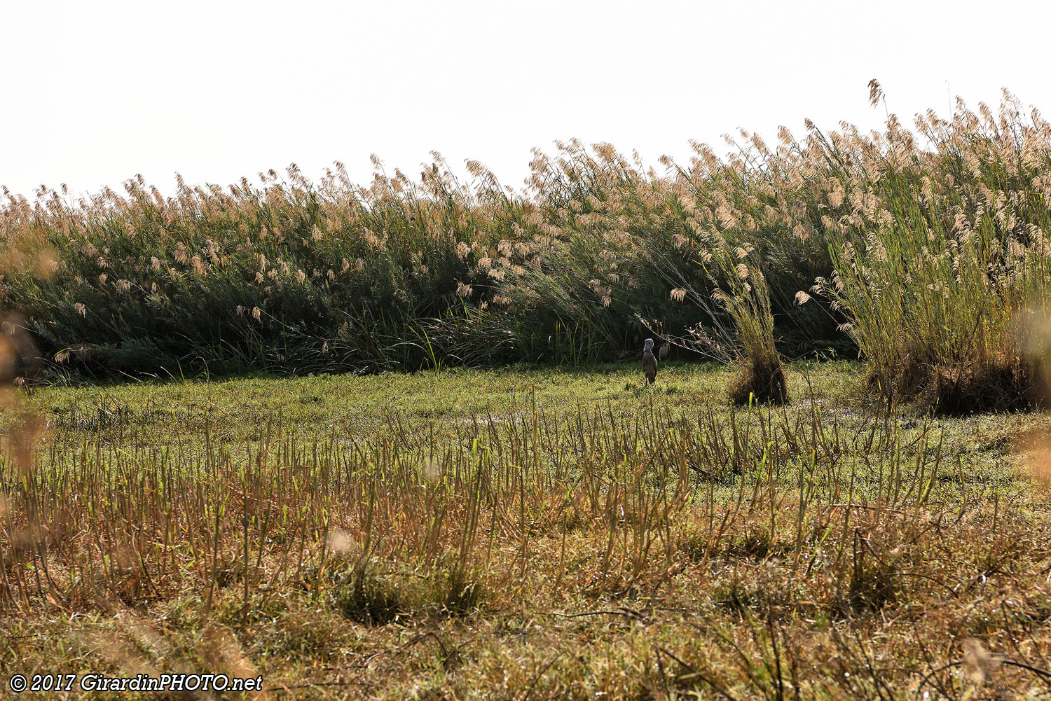 Shoebill ou bec-en-sabot ! (pour zoomer, cliquez sur l'image !))