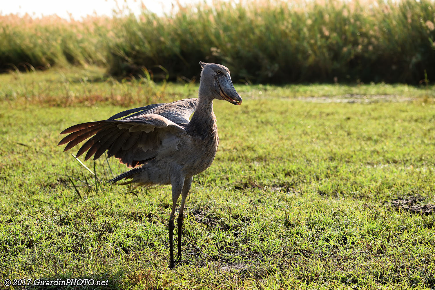 Bec-en-sabot (Shoebill)