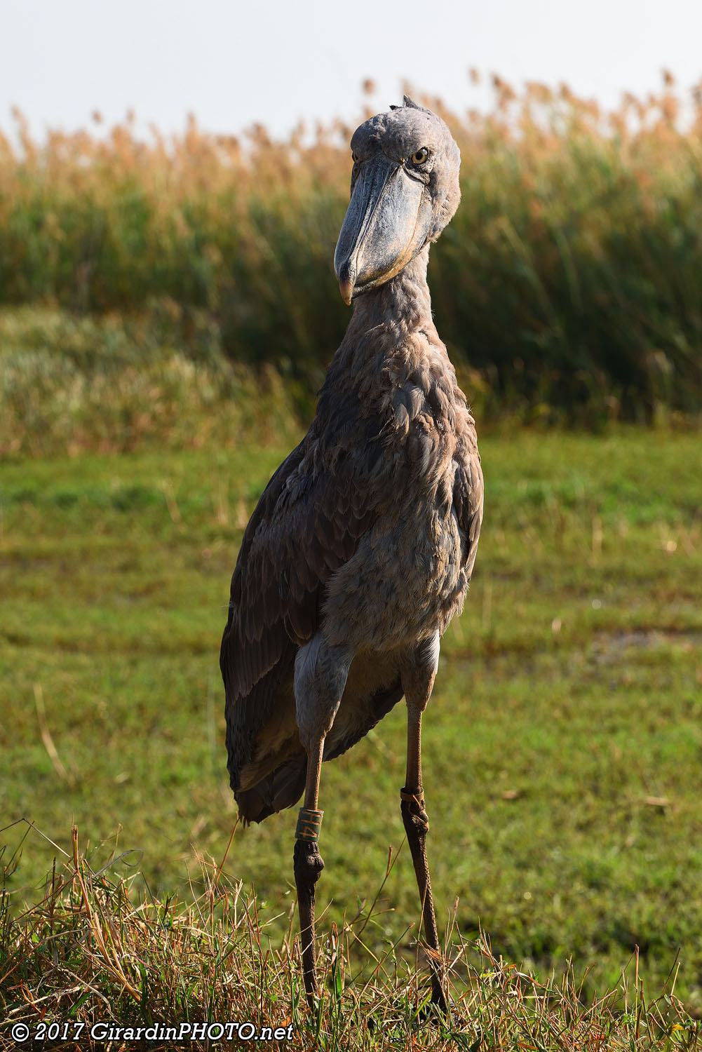 Bec-en-sabot (Shoebill)