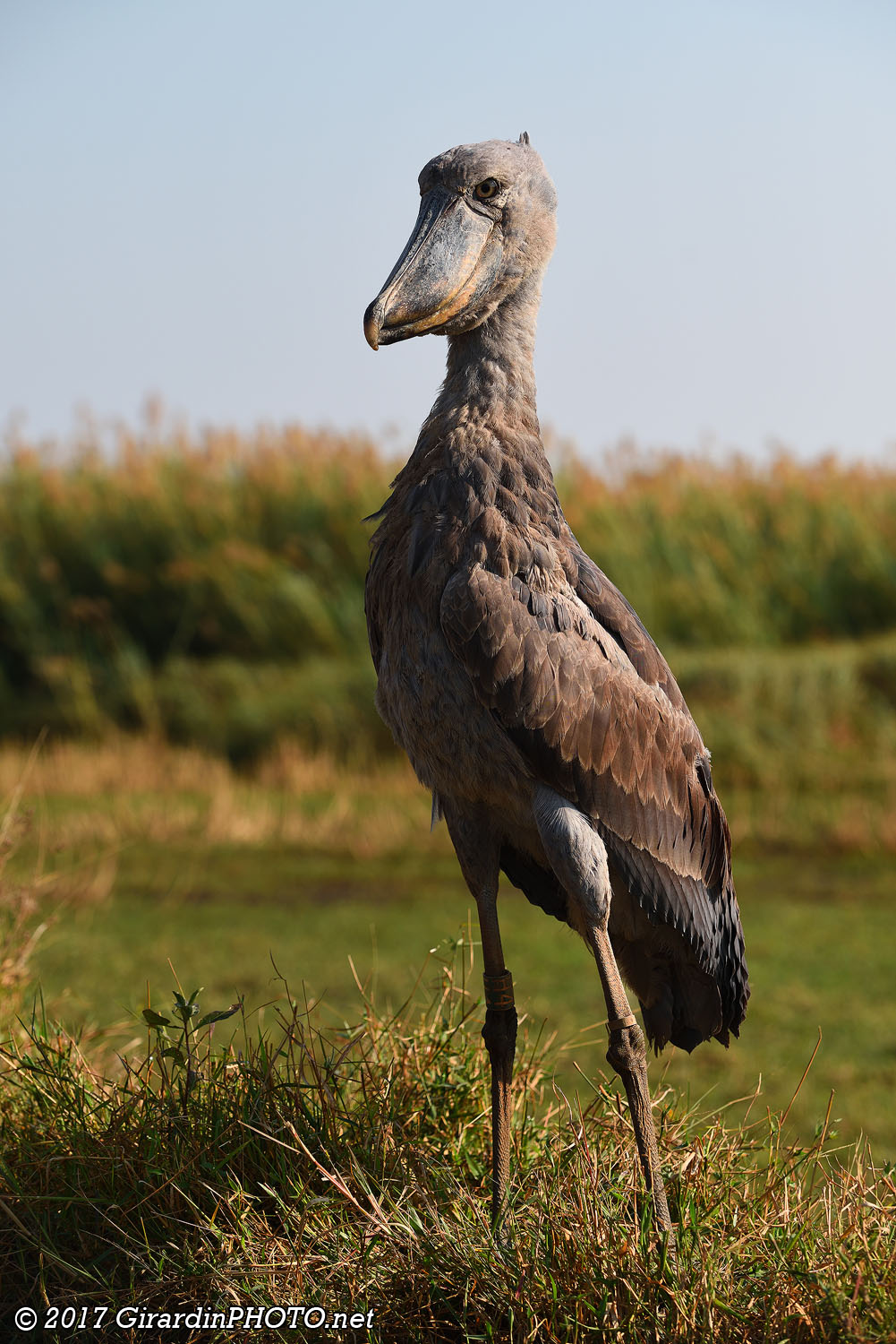 Bec-en-sabot (Shoebill)