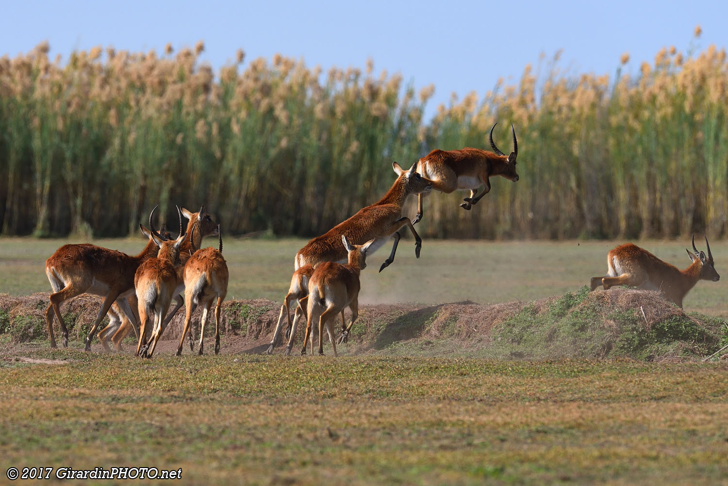 Cobes de Lechwe noirs en fuite