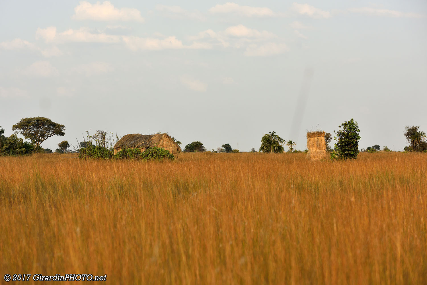 Perdus dans les hautes herbes