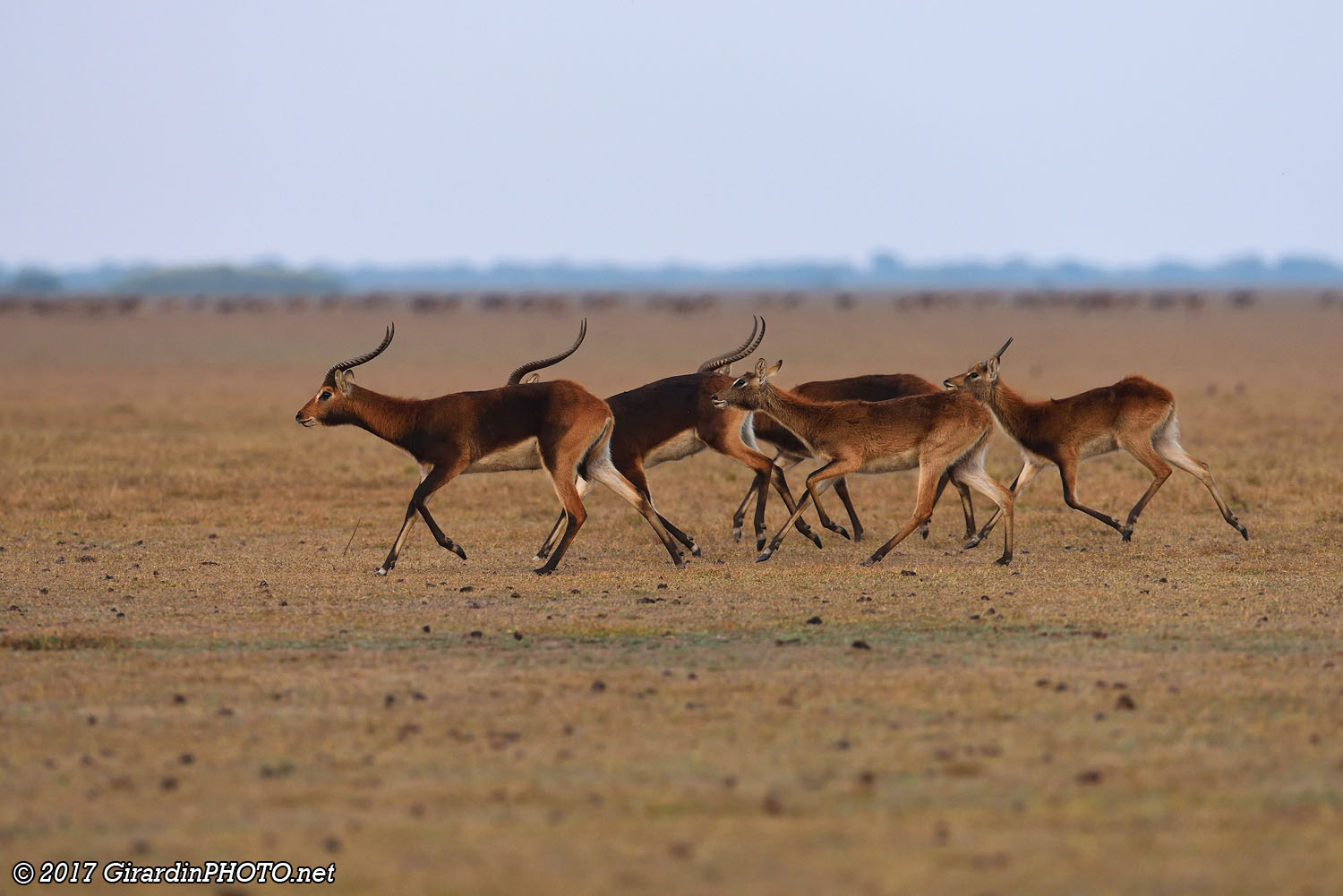 Cobes de Lechwe noirs en pleine course